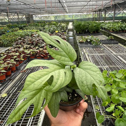 Amydrium 'Silver'