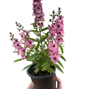 Angelonia