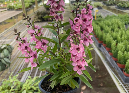 Angelonia