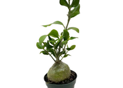 Ant Plant