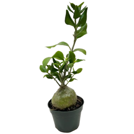 Ant Plant