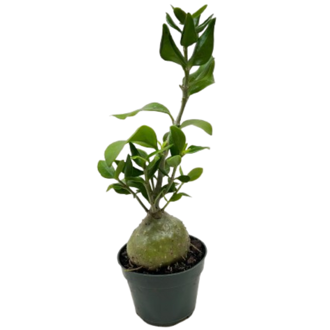 Ant Plant