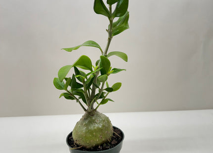 Ant Plant
