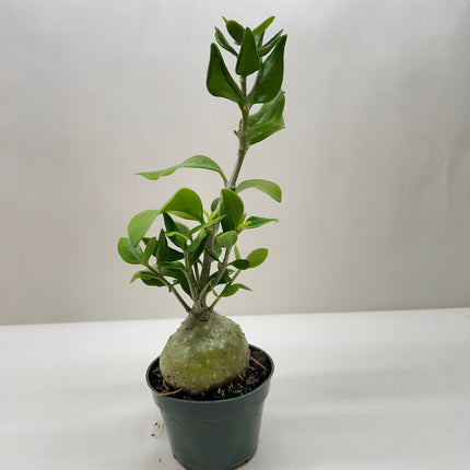 Ant Plant