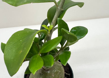 Ant Plant