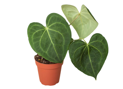 Anthurium 'Clarinervium'