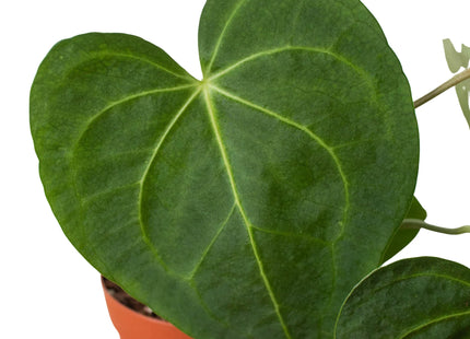 Anthurium 'Clarinervium'