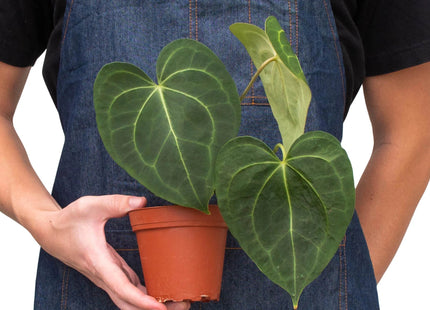 Anthurium 'Clarinervium'