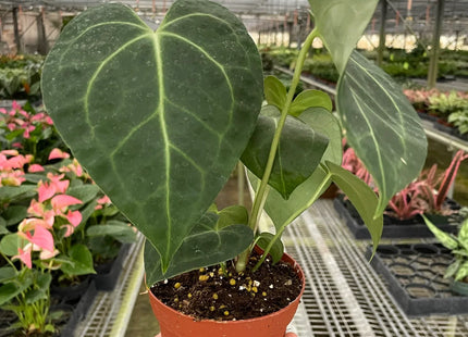 Anthurium 'Clarinervium'