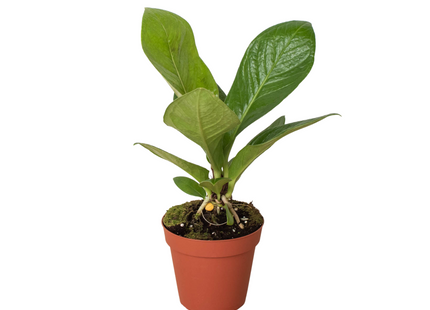 Anthurium 'Cobra'