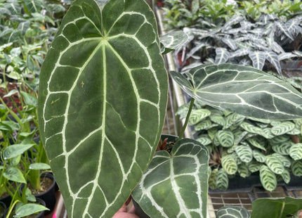 Anthurium Crystallinum