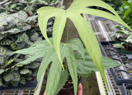 Anthurium Fingers