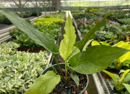 Anthurium 'Hookeri Variegated'