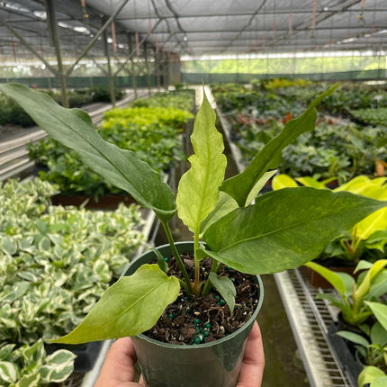Anthurium 'Hookeri Variegated' | Live Plant for Indoor & Outdoor | House Plant Decor
