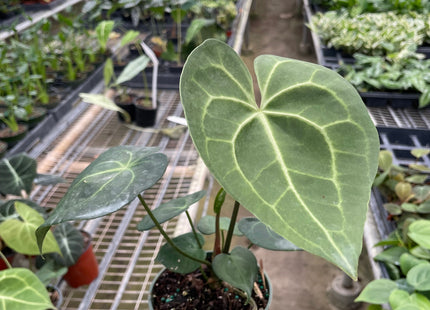 Anthurium 'Pterodactyl'