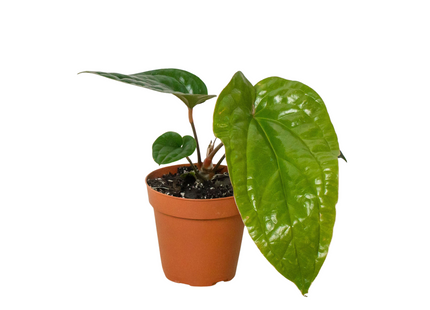 Anthurium 'Radicans x Luxurians'
