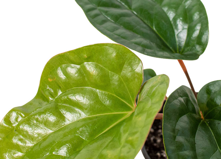 Anthurium 'Radicans x Luxurians'