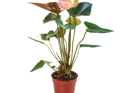 Anthurium Rainbow Champion - 4" Pot