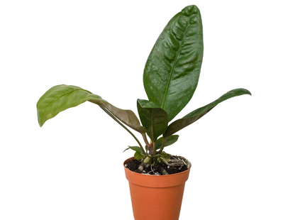 Anthurium 'Superbum'