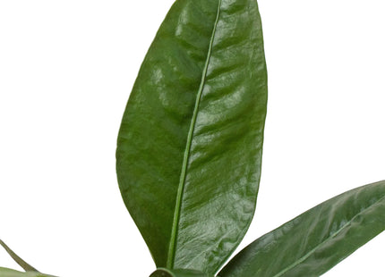 Anthurium 'Superbum'