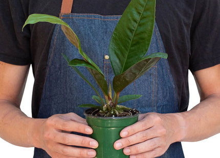 Anthurium 'Superbum'