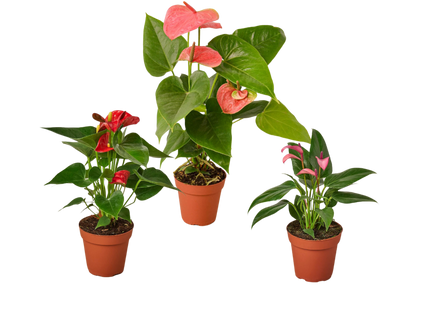 3 Anthurium Variety Pack- All Different Colors - 4" Pots