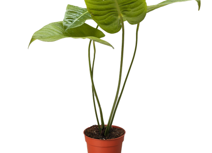 Anthurium 'Veitchii'
