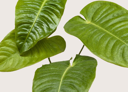 Anthurium 'Veitchii'