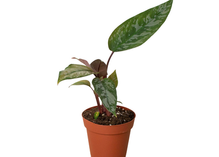 Apoballis 'Purple Sword'
