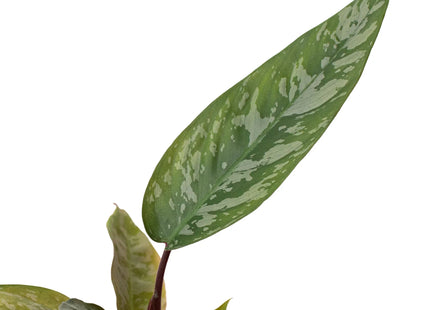 Apoballis 'Purple Sword'