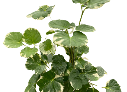 Aralia 'Balfouriana'