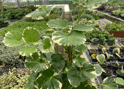 Aralia 'Balfouriana'