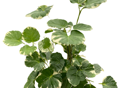 Aralia 'Balfouriana'