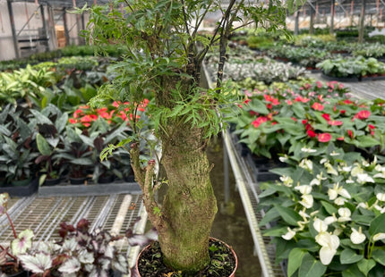 Aralia Ming Stump Plant