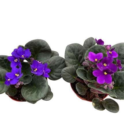 African Violet