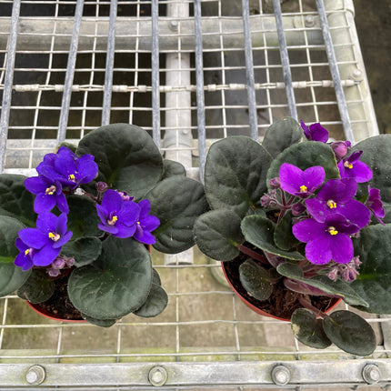 African Violet