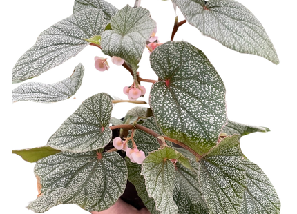 Begonia 'Frosty'
