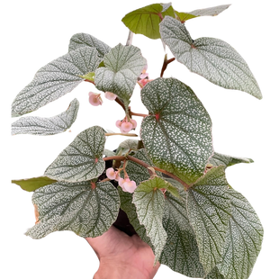 Begonia 'Frosty'