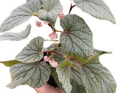 Begonia 'Frosty'