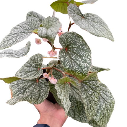 Begonia 'Frosty'
