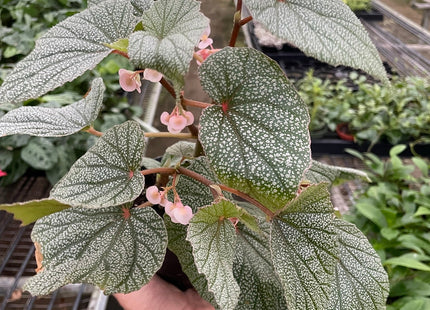 Begonia 'Frosty'
