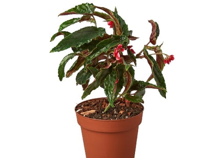 Begonia 'Miss Milly'
