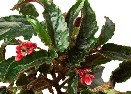 Begonia 'Miss Milly'