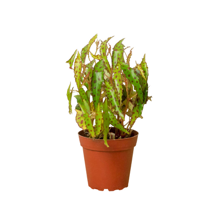 Begonia 'Pink Spotted' | Live Plant for Indoor & Outdoor | House Plant Decor