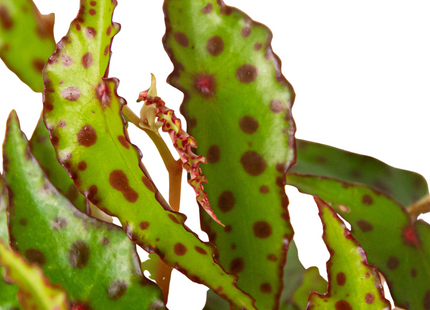 Begonia 'Pink Spotted'
