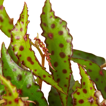 Begonia 'Pink Spotted' | Live Plant for Indoor & Outdoor | House Plant Decor