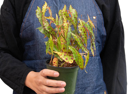 Begonia 'Pink Spotted'