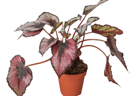 Begonia 'Rex' - 4" Pot