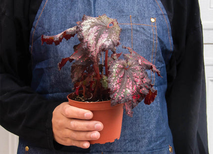 Begonia 'Rex' - 4 Pack Variety