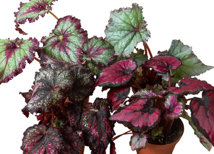 Begonia 'Rex' - 4 Pack Variety